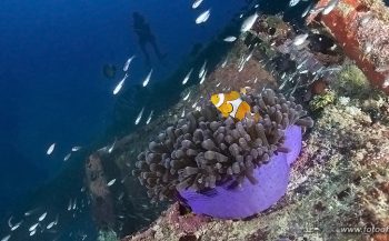 Top 5: duiken in Indonesië