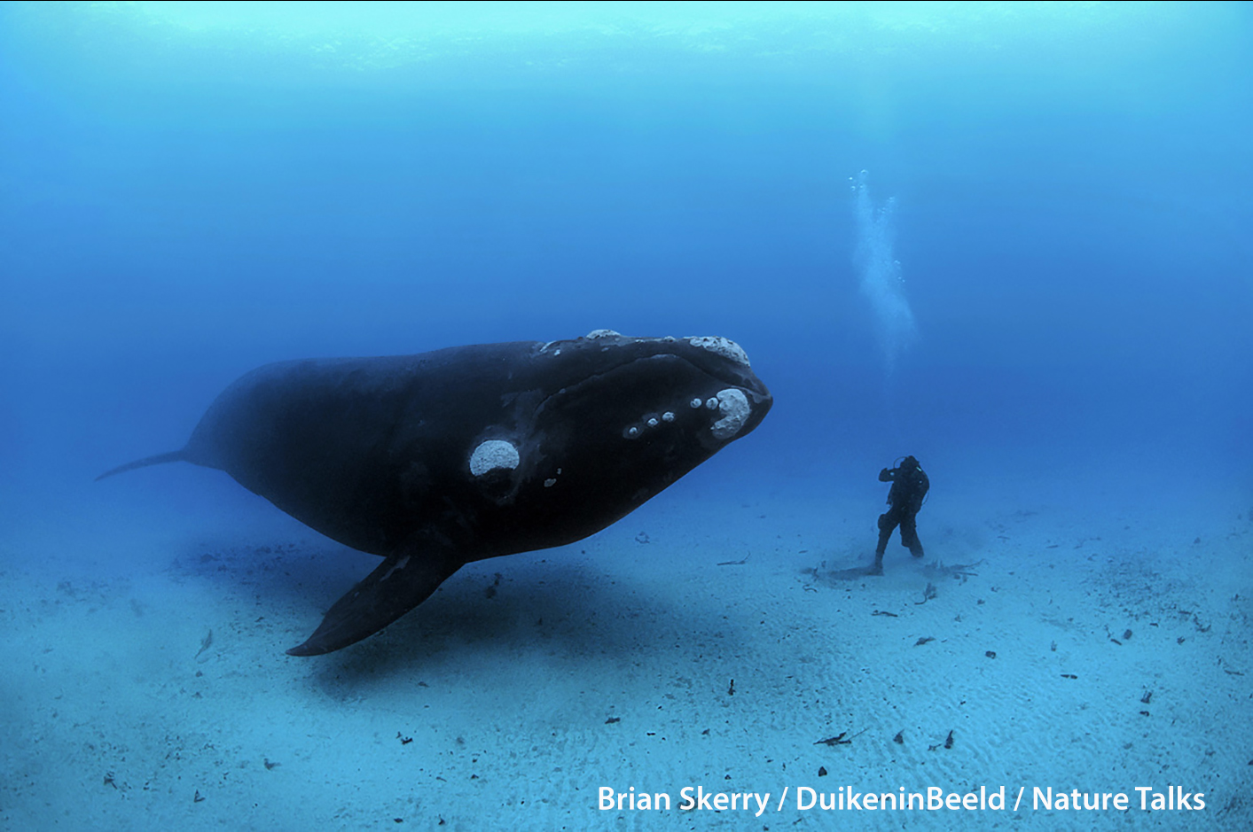 brian-skerry-15