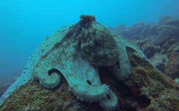 Leendert Oosse - Octopus op Aruba
