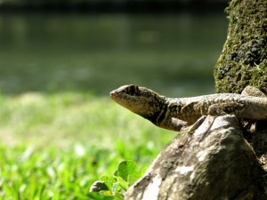 rio_lizard