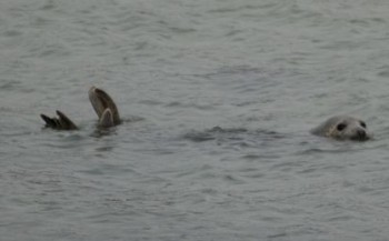 Duikers ontmoeten zeehonden