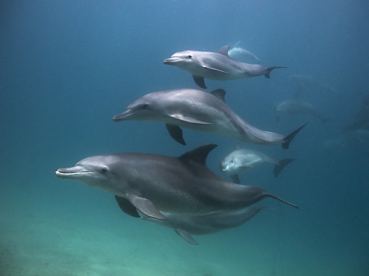 Ewout Knoesten - dolfijnen