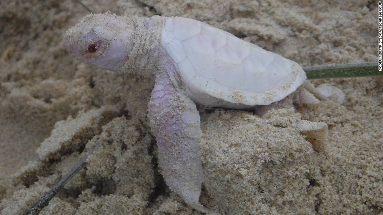 albino schildpad_Australië