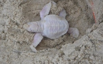 Albino schildpadje geboren