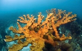 Succesvolle ivf-behandeling bij bedreigde koraalsoort