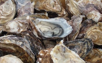 Voortplanting van oesters bedreigd door plastic in zeewater