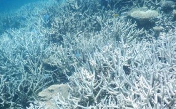 Situatie Great Barrier Reef ernstiger dan gedacht - 95% verbleekt