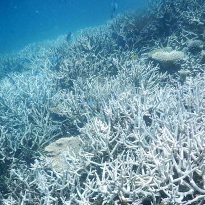 Great Barrier Reef_Coral bleaching