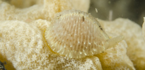 Het Ongevlekt koffieboontje is een van de twee predatoren die zich voeden met de druipzakpijp, maar helaas schaars in onze kustwateren voorkomen.