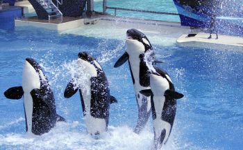 SeaWorld stopt met fokken van orka's