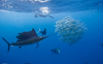 In beeld: Zeilvissen jagen op sardienen