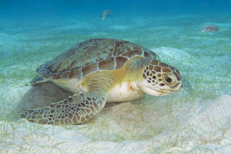 groene schildpad_Curaçao