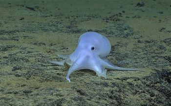 Nieuwe octopussoort krijgt bijnaam 'Casper, het spookje'