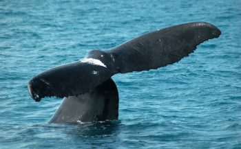 Hebben walvissen last van lawaai?
