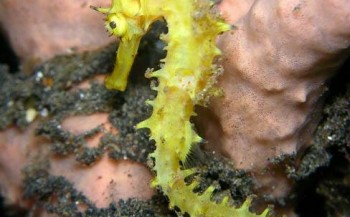 Project Seahorse - Thorny of Spiny seahorse
