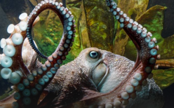 Octopus ontsnapt uit aquarium naar oceaan