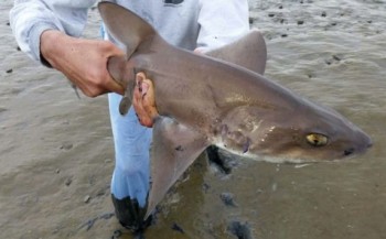 Gevlekte gladde haai gered van droogvallend wad