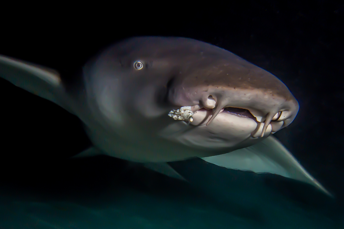 edwin van der sande - nachtduik - haai - malediven
