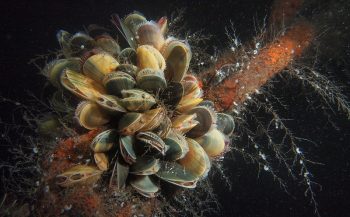 Giftige mosselen en oesters in Oosterschelde geen gevaar voor duikers