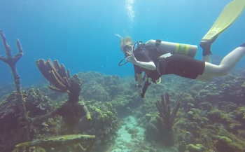 Steven Stegeman - Curaçao 4: eindelijk frogfish!