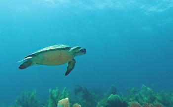 Zeeschildpadden leggen hun eieren het liefst op aangeharkte stranden
