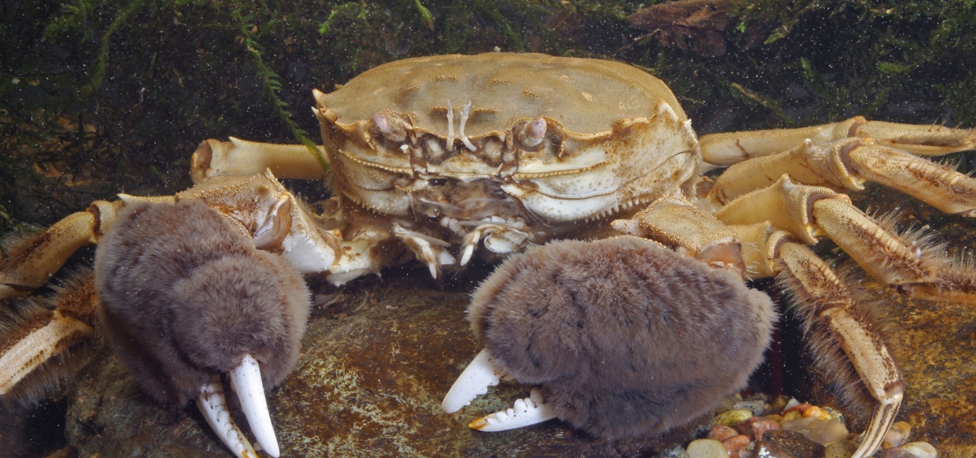 A3YXBW chinese mitten crab (Eriocheir sinensis), portrait of a single animal