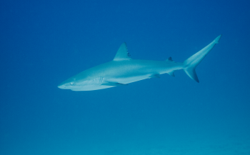 Saba en Sint Eustatius vragen aandacht voor de haaien
