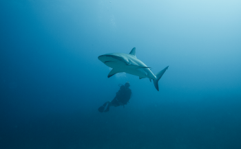 Duiken met de nu beschermde haaien van Sint Maarten