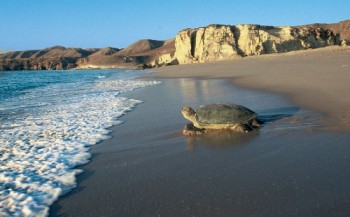 Turtle Care in Oman