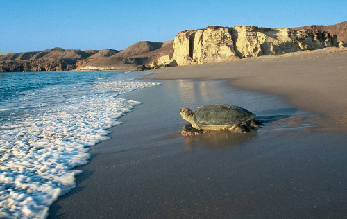 Schildpad Oman