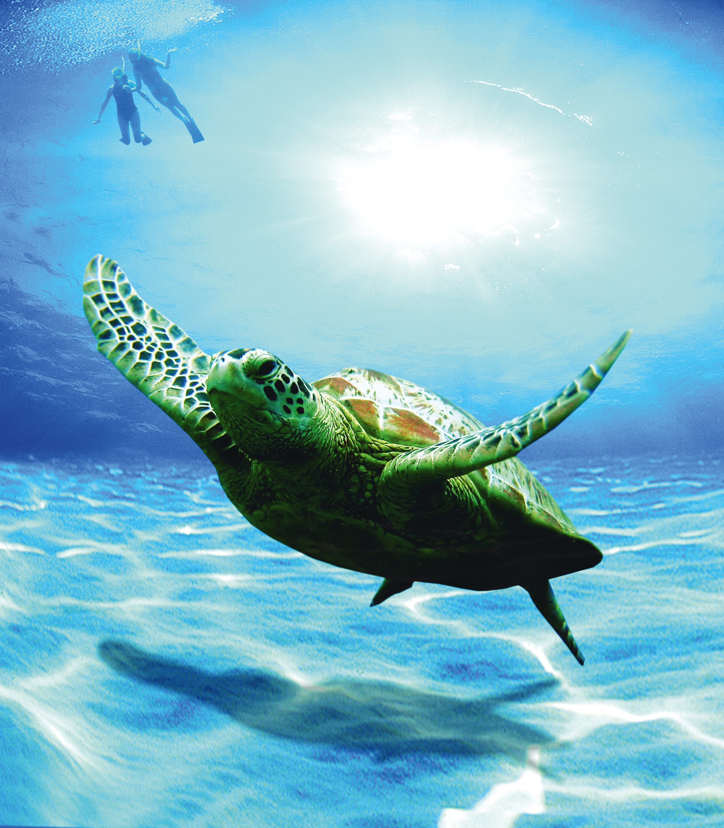Schildpad onder water in Oman