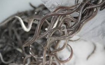 490.000 jonge palingen in Grevelingen over vier jaar rijp voor consumptie