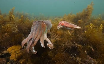 In beeld: Spectaculaire beelden van paring sepia en pijlinktvis