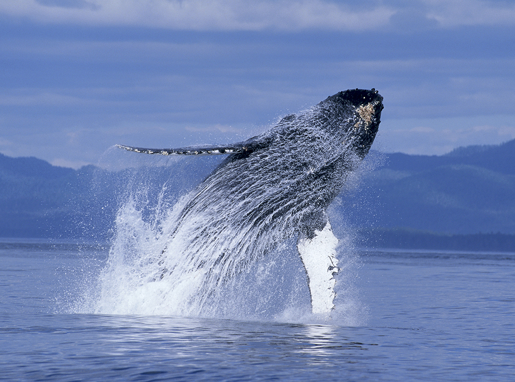 Alaska, Inside Passage, Humpback Whale, breaching (Megaptera novaeangliae) B2003