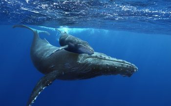 Nu in het Omniversum: Giant Whales