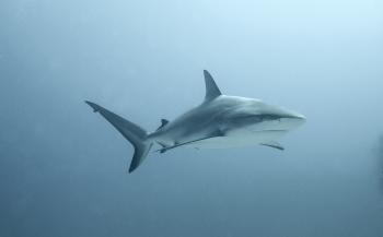 Nederland belooft betere bescherming van haaien en roggen