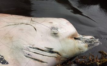 Aangespoelde walvis blijkt nieuwe soort