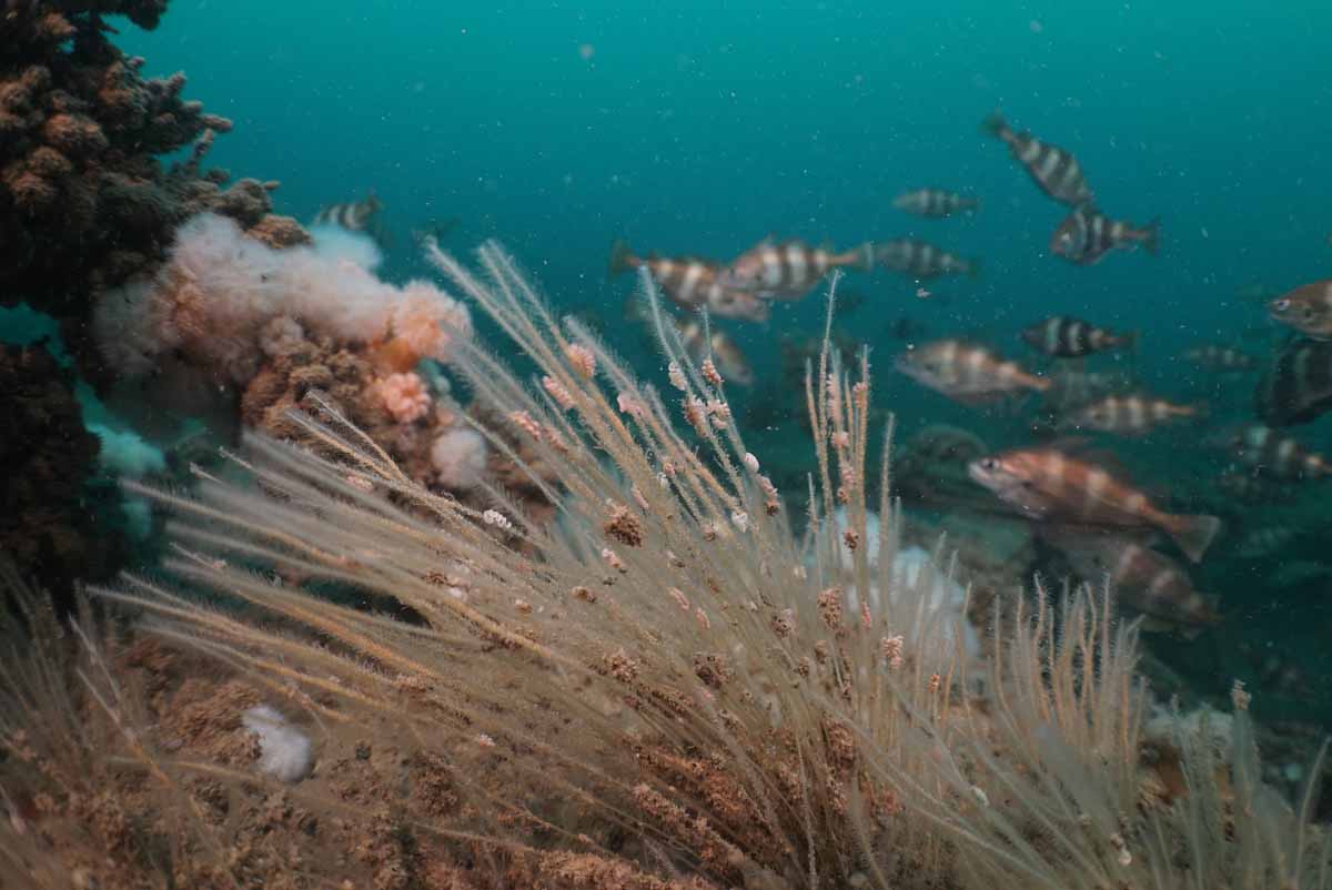 Zeespriet-kroonslak Doto pinnatifida, Noordzee, 2016. Alle waargenomen Zeespriet-kroonslakken werden aangetroffen op Zeespriet (Nemertesia antennina), waarmee de soort zich voedt. (Bron: onderwaterbeelden.nl)