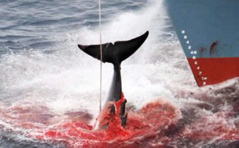 Japanners doden ruim honderd walvissen