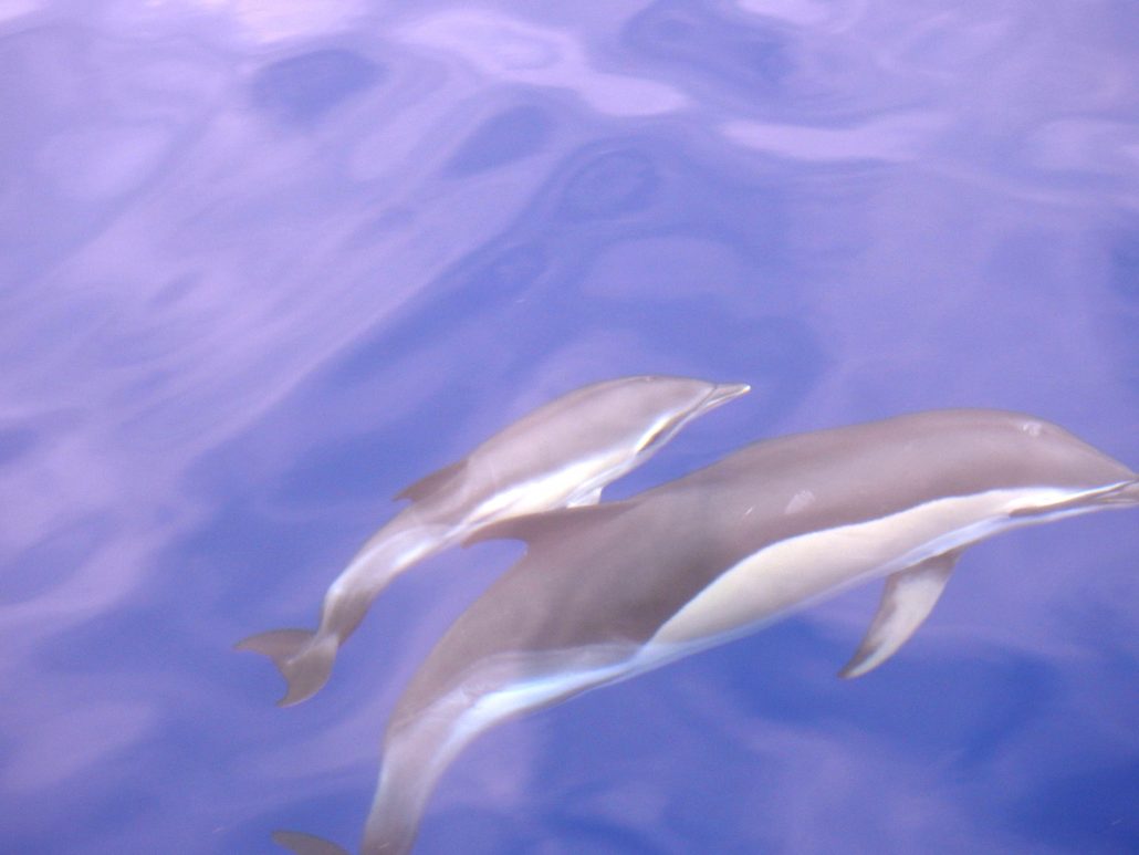 dolfijnenjong Harry Brummelhuis