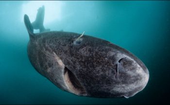 Groenlandse haai: aardig op leeftijd!