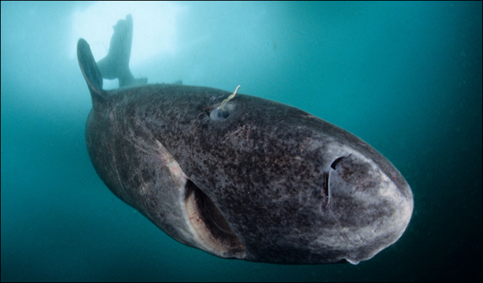 Millimeter Adverteerder Ouderling Groenlandse haai: aardig op leeftijd! – DuikeninBeeld