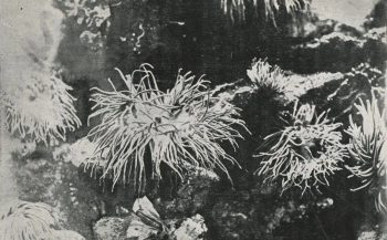Duik in het verleden: de eerste onderwaterfoto's