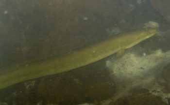 Harry Brummelhuis - Palingen en nog veel meer palingen