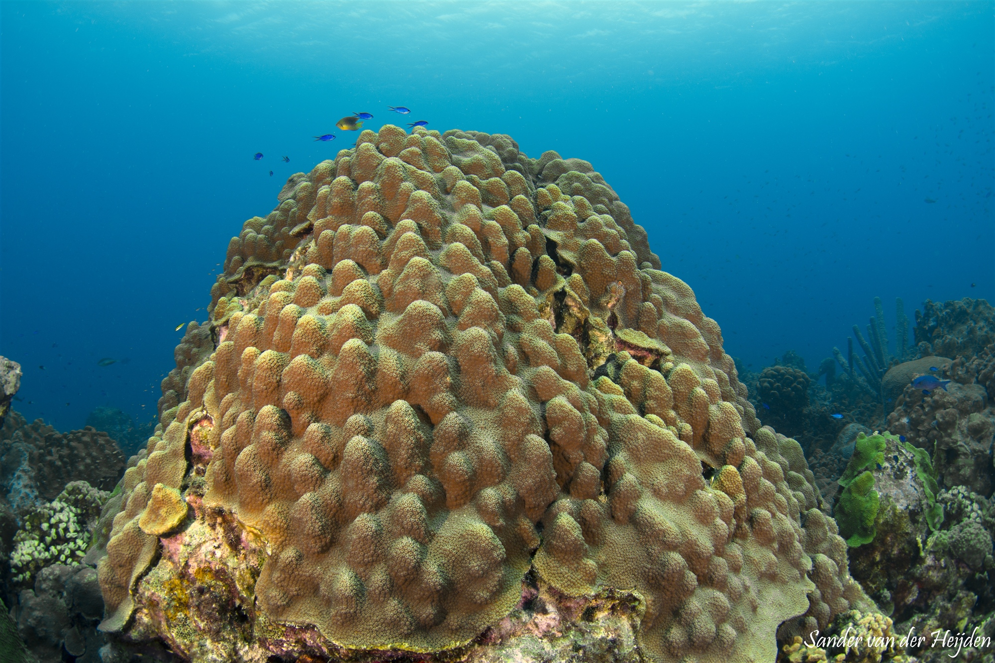 Een “berg” koraal op het tweede rif (13 mm, 1/125 sec, f6.3, ISO 100)