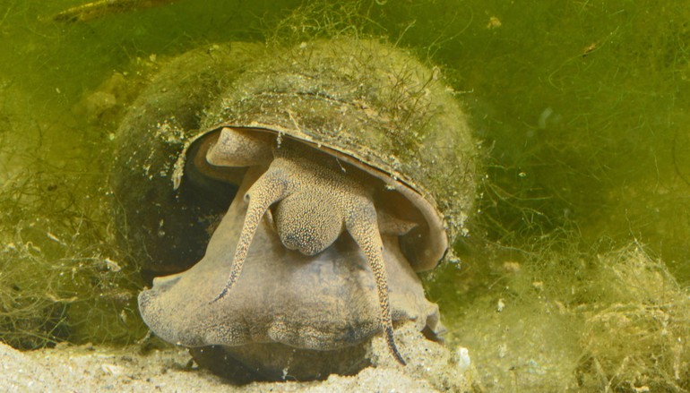 De Chinese moerasslak Bellamya chinensis. De schelp is overdekt met modder- en kleideeltjes en algjes (Bron: Adriaan Gmelig Meyling)