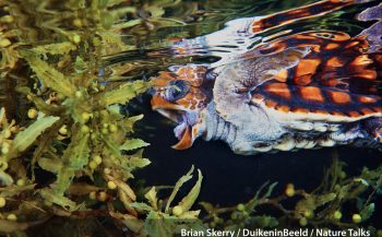 Nature Talks en DuikeninBeeld - een dag vol natuur onder water!