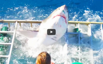 In beeld: Witte haai belandt in kooi...