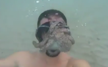 In beeld: Octopus zoekt toenadering...