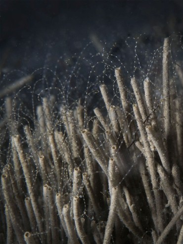 Gestippelde tweedraadkokerwormen bij Zierikzee (Foto: Marion Haarsma)
